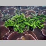 05 i zielone korale.html